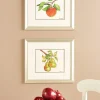 Apple And Pear Framed Art Prints by Donnel Barnum, 2 Prints