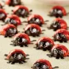 Niederegger German Milk Chocolate Foiled Mini Ladybugs