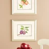 Peach And Plum Framed Art Prints by Donnel Barnum, 2 Prints