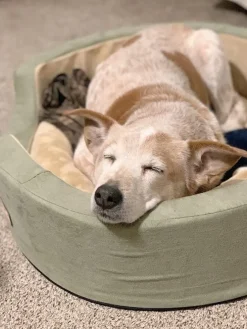 Soothing Sleeper Heated Walled Pet Bed